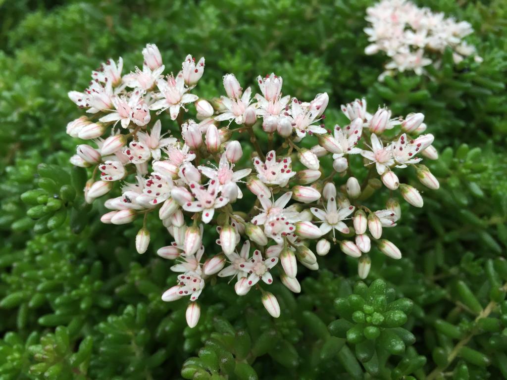 Blumen in Sedum-Böschung von Gartenbau Michi Matter Kölliken, Kanton Aargau